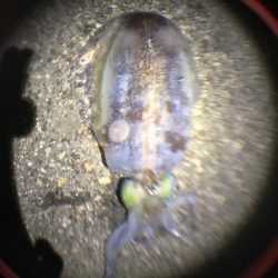 育ってます(o^^o)