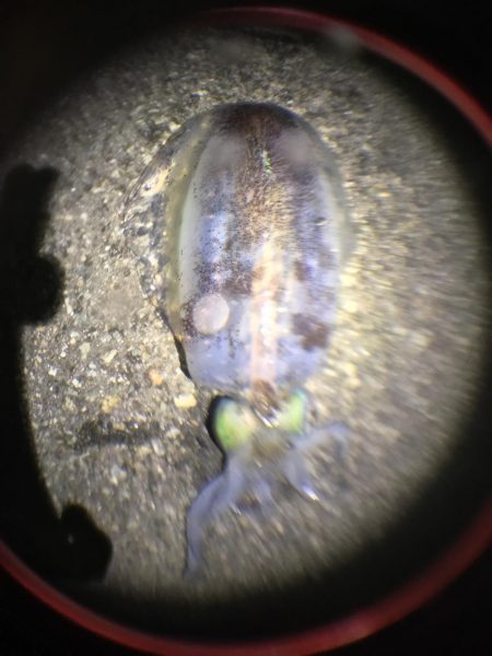 育ってます(o^^o)