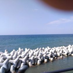 濁りの淡路島、アオリイカ反応なし