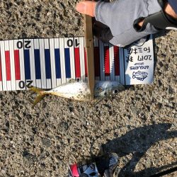 アジはやっぱり福良