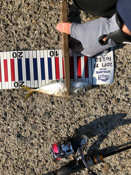 アジはやっぱり福良