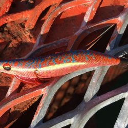 ノマセ初挑戦からの…エギング