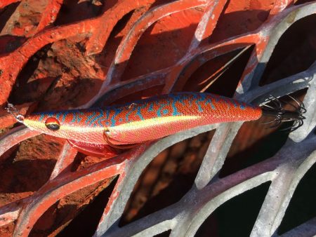 ノマセ初挑戦からの…エギング