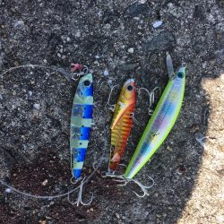 15ヒット11キャッチ したしぶりにハマチ釣れました