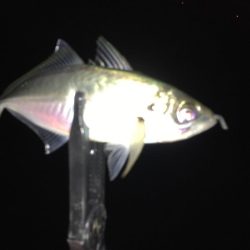 湾奥中アジ狩り