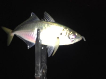 湾奥中アジ狩り