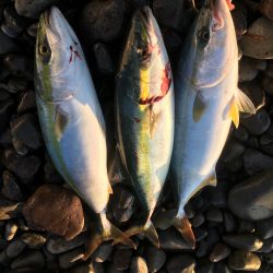 大里松原海岸 ハマチ 3匹