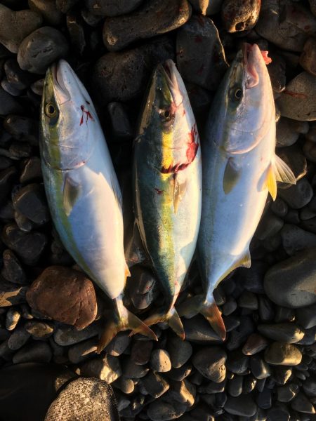 大里松原海岸 ハマチ 3匹