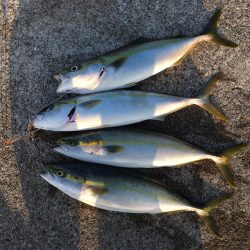 青物ボイル多数