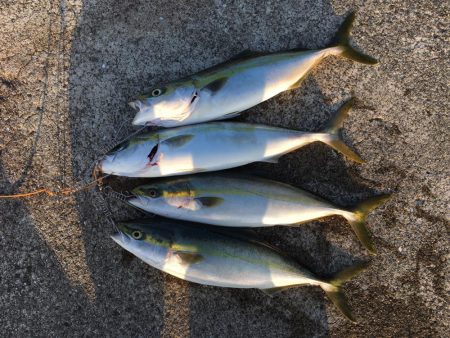 青物ボイル多数