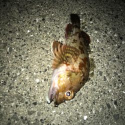 ロックフィッシュ