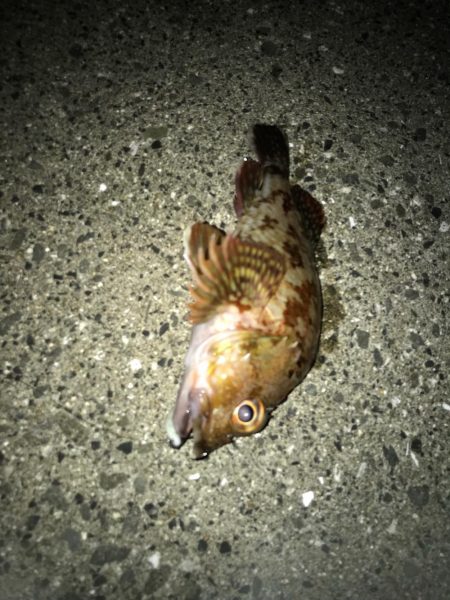 ロックフィッシュ