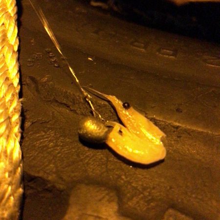 ボイルオキアミで