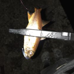 お昼からぼちぼちライトゲーム