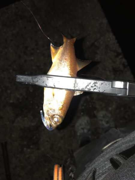 お昼からぼちぼちライトゲーム