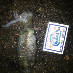 3.5号から3号にサイズダウンで数釣り成功