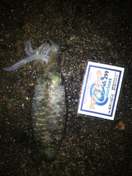 3.5号から3号にサイズダウンで数釣り成功