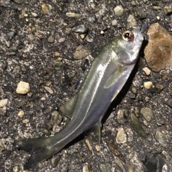 爆風ライトゲーム