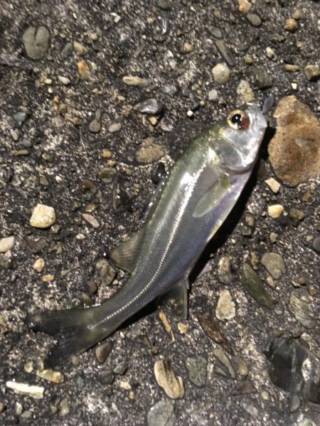 爆風ライトゲーム