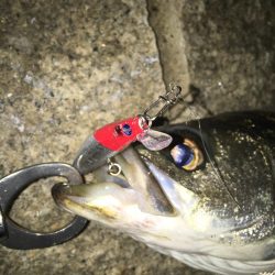 シーバス入れ食い