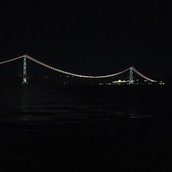 コウイカとアオリイカ