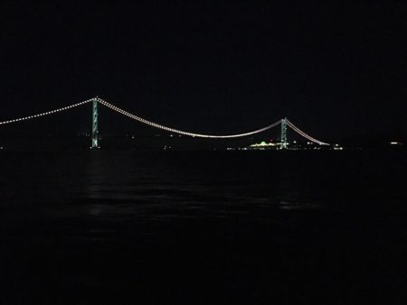 コウイカとアオリイカ