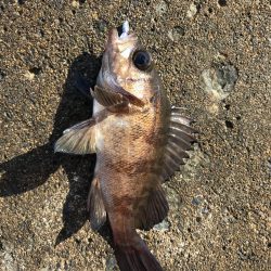 メバダート1インチ青色。