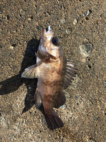 メバダート1インチ青色。