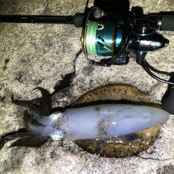 アオリイカサイズアップ