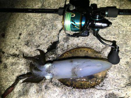 アオリイカサイズアップ