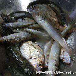 ハゼ釣りは絶好調っ‼
