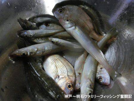 ハゼ釣りは絶好調っ‼