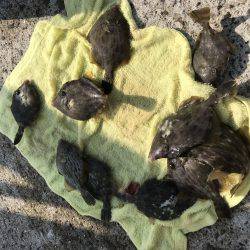 キスからのカワハギ