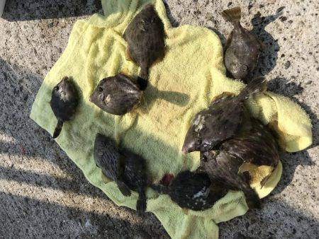 キスからのカワハギ