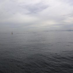 もっと釣れると思ったのに渋かったです