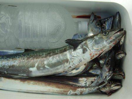 久々のつ抜け！