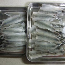 サヨリは女性アングラーに人気ですね