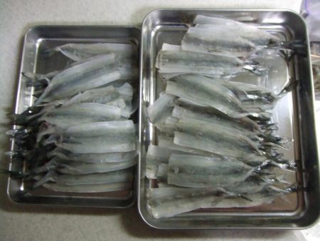 サヨリは女性アングラーに人気ですね