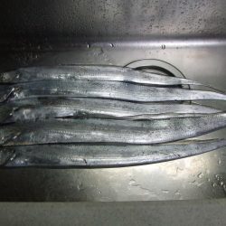 パニックの末のタチウオ