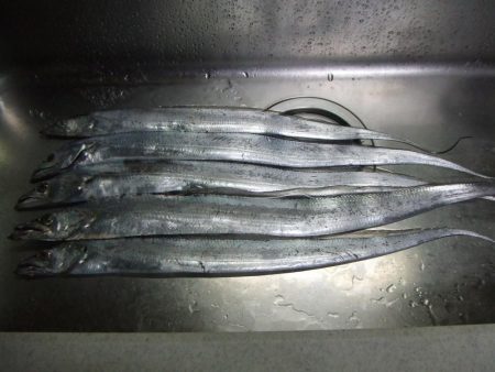 パニックの末のタチウオ