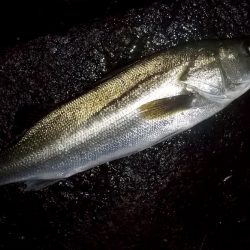 台風通過　跳ね橋　クレイジーナイト