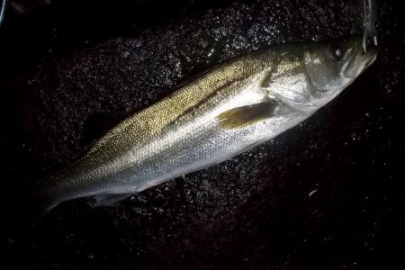 台風通過　跳ね橋　クレイジーナイト