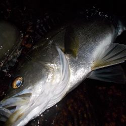 西宮跳ね橋　サイズダウン　５本