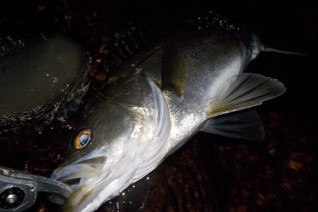 西宮跳ね橋　サイズダウン　５本