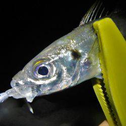 飽きもせずアジ