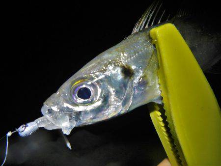 飽きもせずアジ