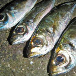 サイズはいいが…