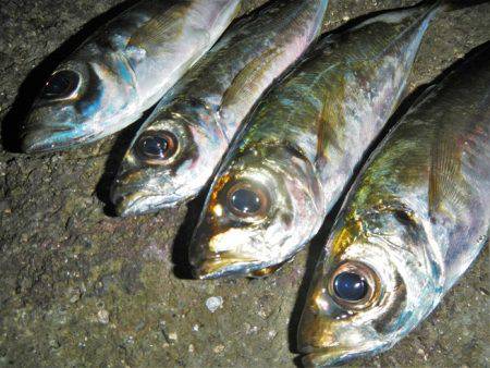 サイズはいいが…