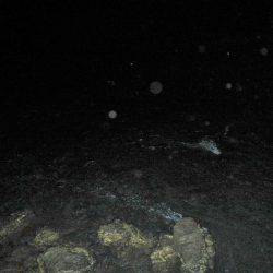 リバーシーバス