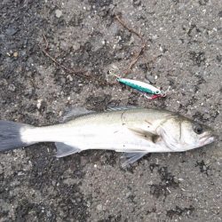 大雨直後を狙って